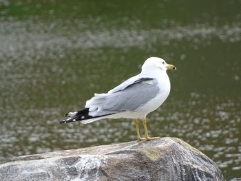 Seagull perching on rock