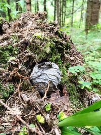 High angle view of lizard on field in forest