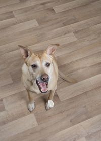 High angle portrait of dog lying on hardwood floor