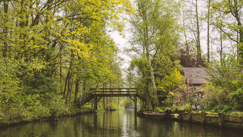 Scenic view of river amidst trees against sky