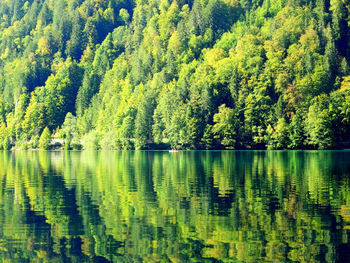 Scenic view of pine trees in lake