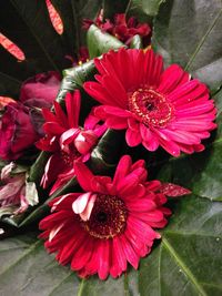 Close-up of red flower blooming outdoors