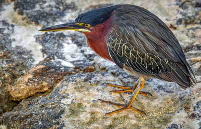 Close-up side view of bird in water