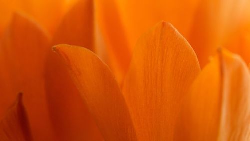 Close-up of orange flowering plant