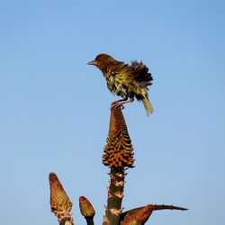 Low angle view of eagle perching on plant against sky