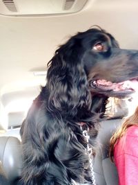 Dog looking away in car