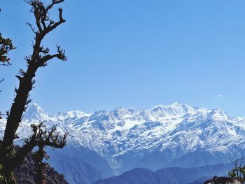Scenic view of snowcapped mountains against clear blue sky, framed by a tree branch.