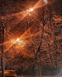 Close-up of illuminated tree at night