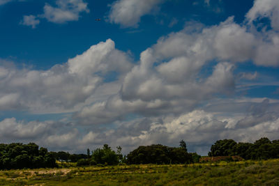 Low angle view of trees on field against sky