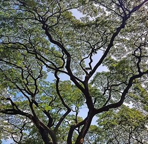 Low angle view of tree against sky