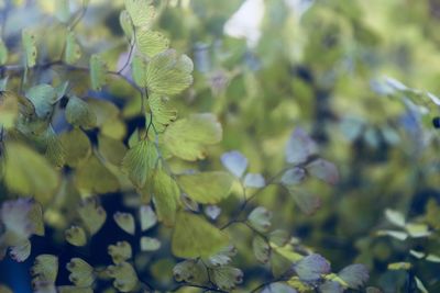 Close-up of flowering plant