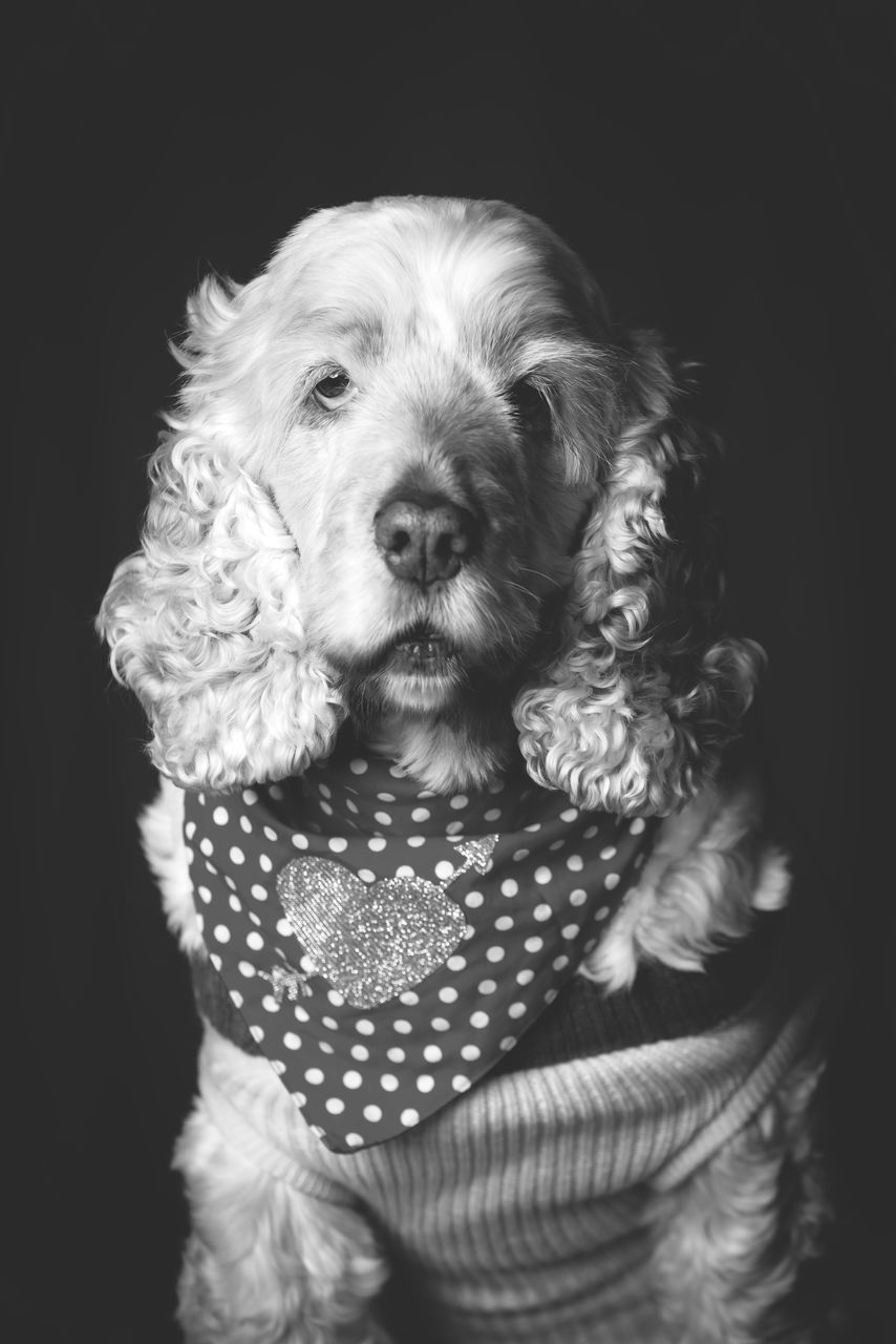 CLOSE-UP PORTRAIT OF DOG