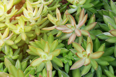 Full frame shot of flowering plants