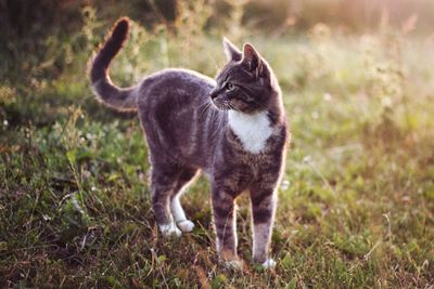 Cat looking away while standing on field