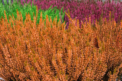 Detail shot of plants