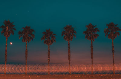 Palm trees on field against sky at night