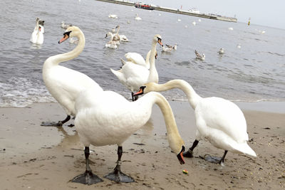 Swans on a beach