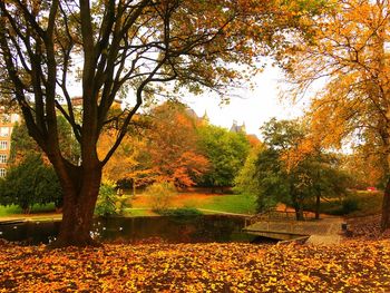 Trees and leaves in park during autumn