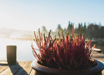 Close-up of potted heathers against sky