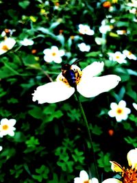 Close-up of bee on white flower