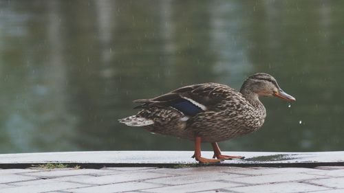 Mallard duck by lake on sunny day