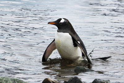 Close-up of bird in water