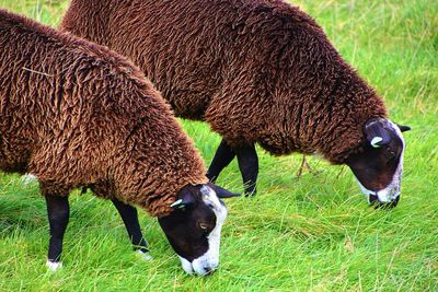 Close-up of sheep grazing in grass