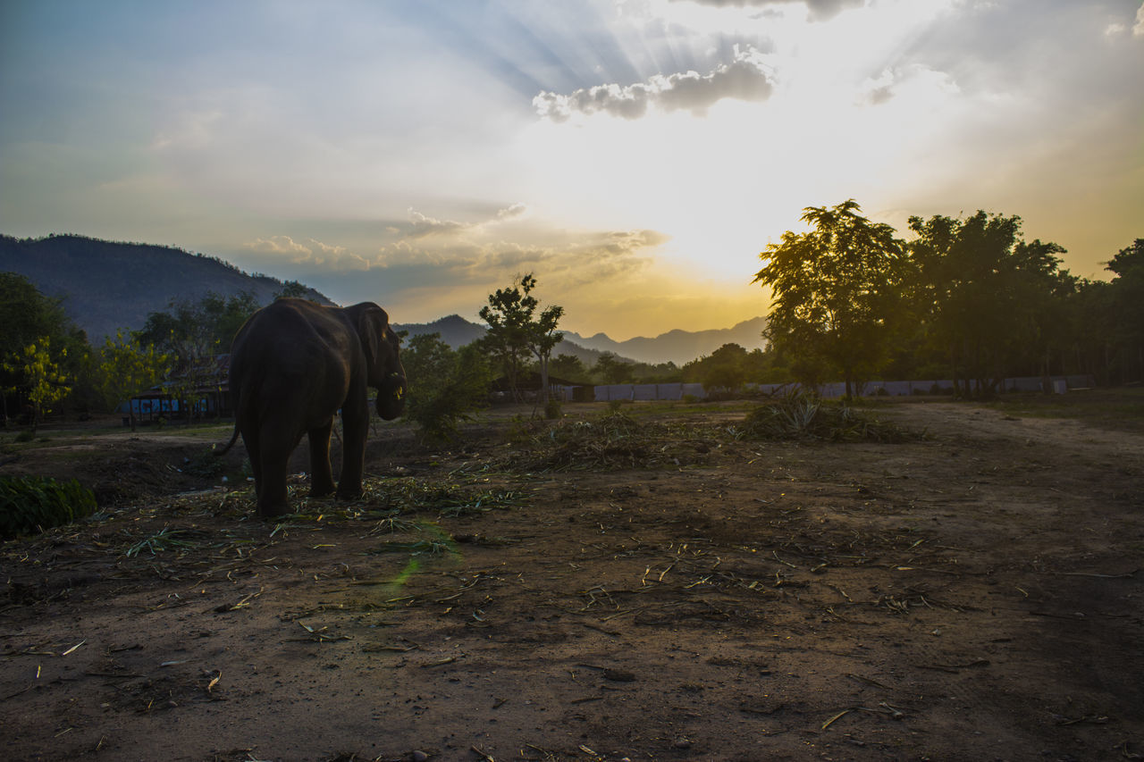 HORSE ON FIELD AT SUNSET