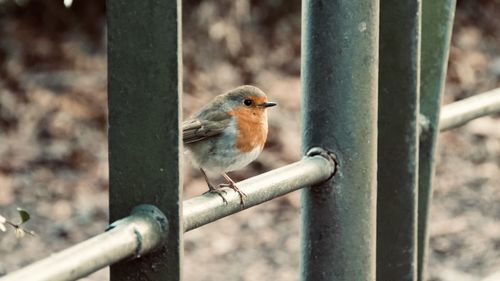 Close-up of bird perching on metal pole