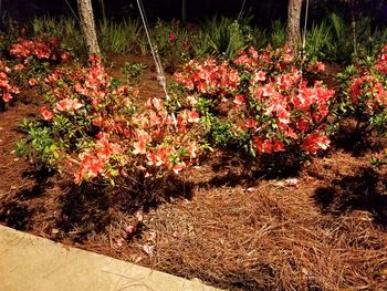 Plants growing outdoors