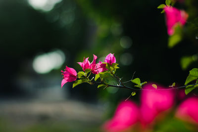 Close-up of pink flowering plant