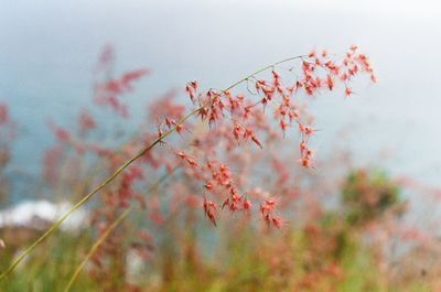 Close-up of cherry blossom during autumn