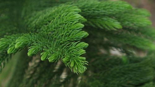 Close-up of green leaves