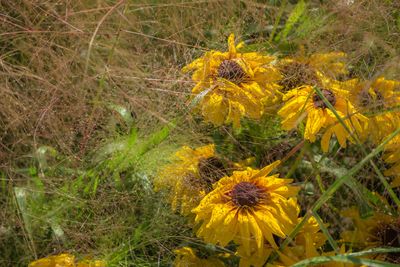 Close-up of yellow flower blooming in field