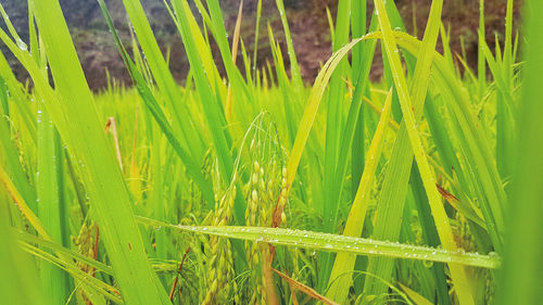Full frame shot of fresh green plants