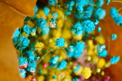 Close-up of blue flowering plant