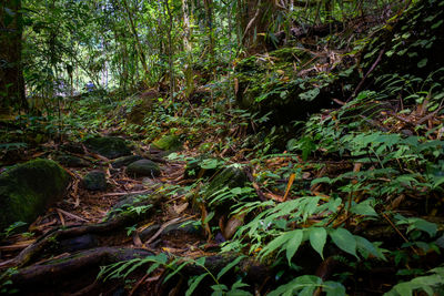 Trees and plants growing in forest