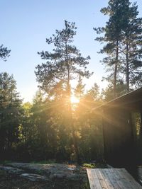 Trees in forest against sky during sunset