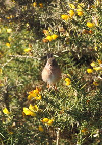 Close-up of bird perching on yellow flower