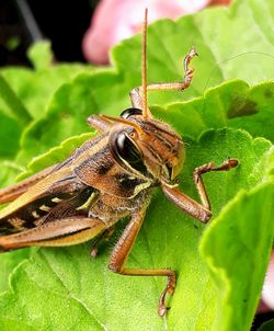Close-up of insect on leaf