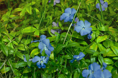 Close-up of blue flowering plant