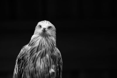 Close-up of bird