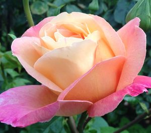 Close-up of pink rose