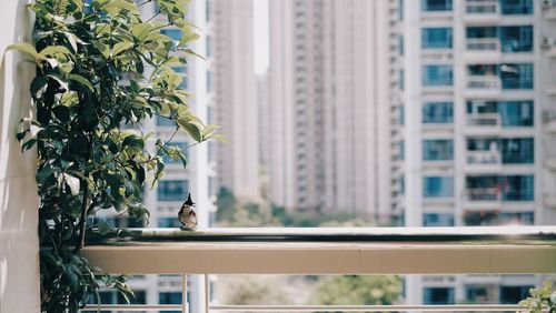 Bird perching on a building