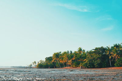 Scenic view of trees at beach against sky