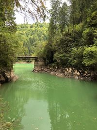 Scenic view of lake in forest