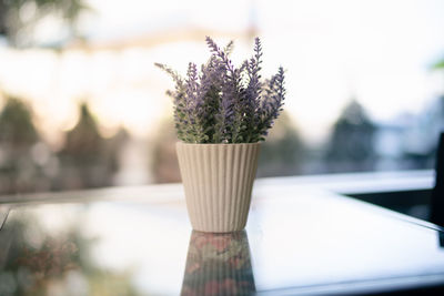 Close-up of potted plant on table