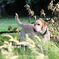 Dog lying on grass