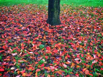 Autumn leaves on field