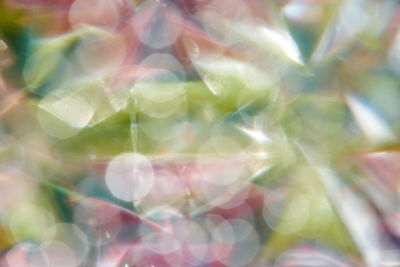 Full frame shot of plants